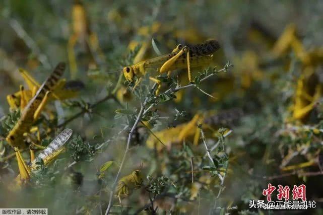 全球蝗虫最新趋势，影响与应对策略