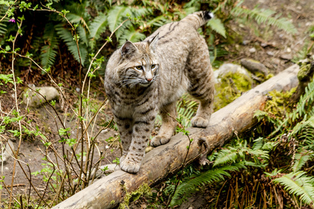 野山猫最新视频揭秘神秘自然世界的奥秘