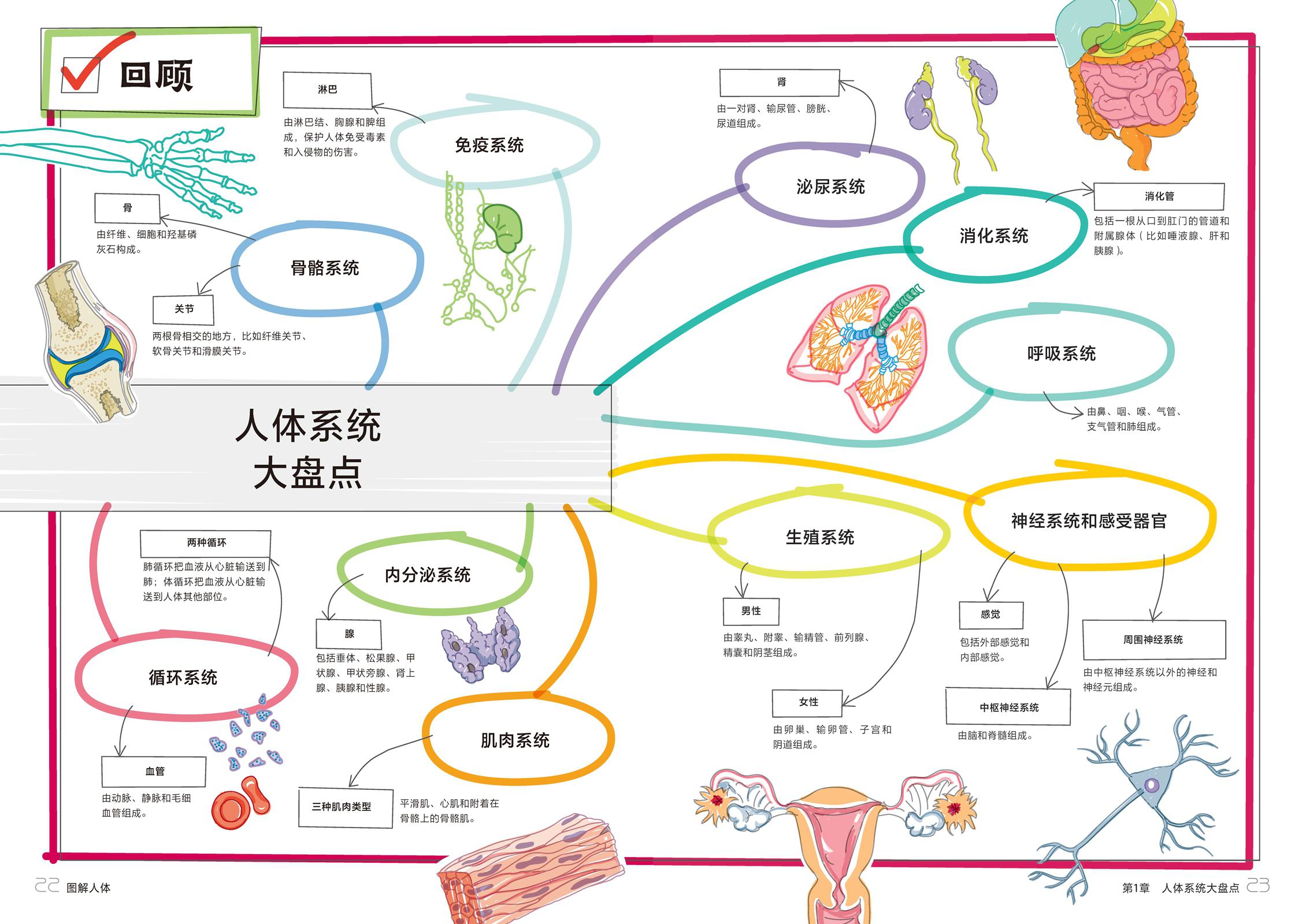 最新人体研究揭示，探索人体奥秘的无穷潜力