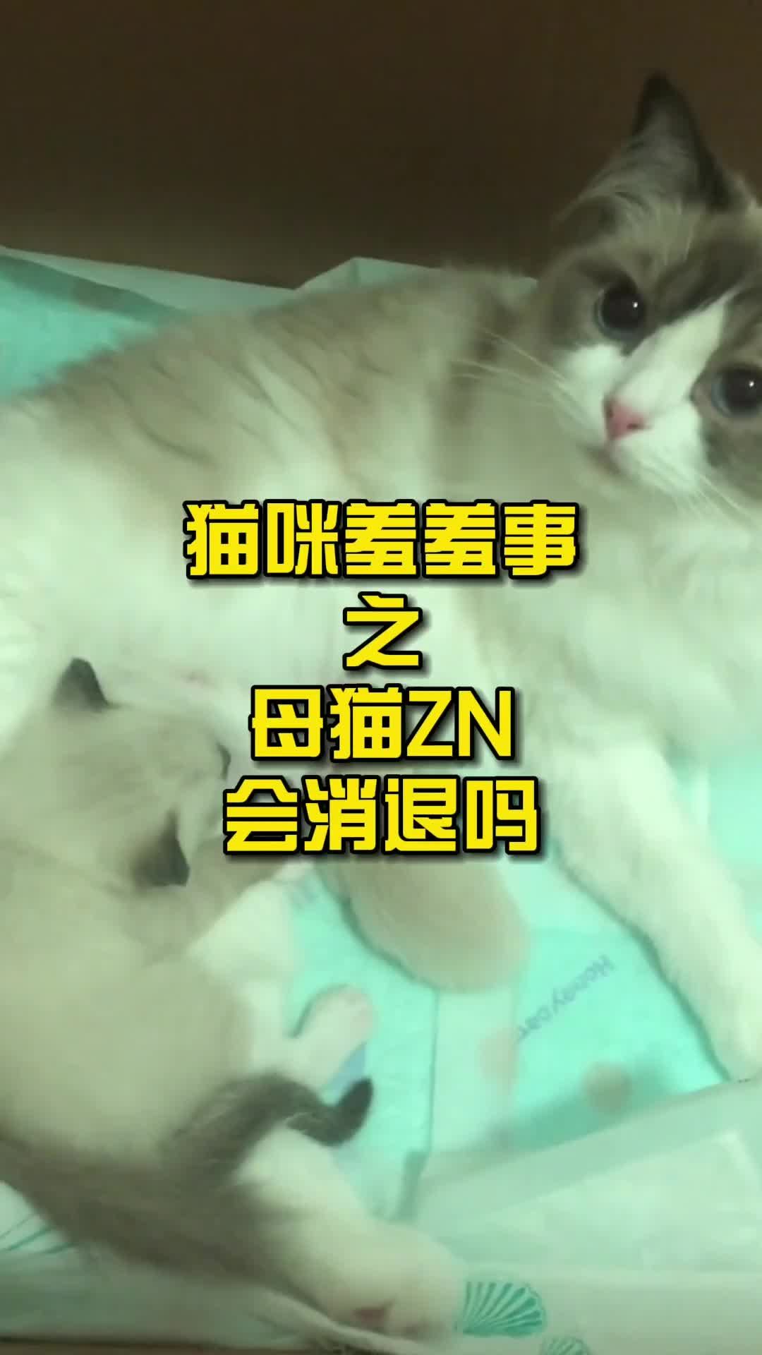 猫咪是否会涨奶？深入探讨与解析