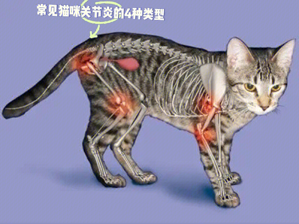 猫咪骨骼疾病，了解、预防与治疗方法