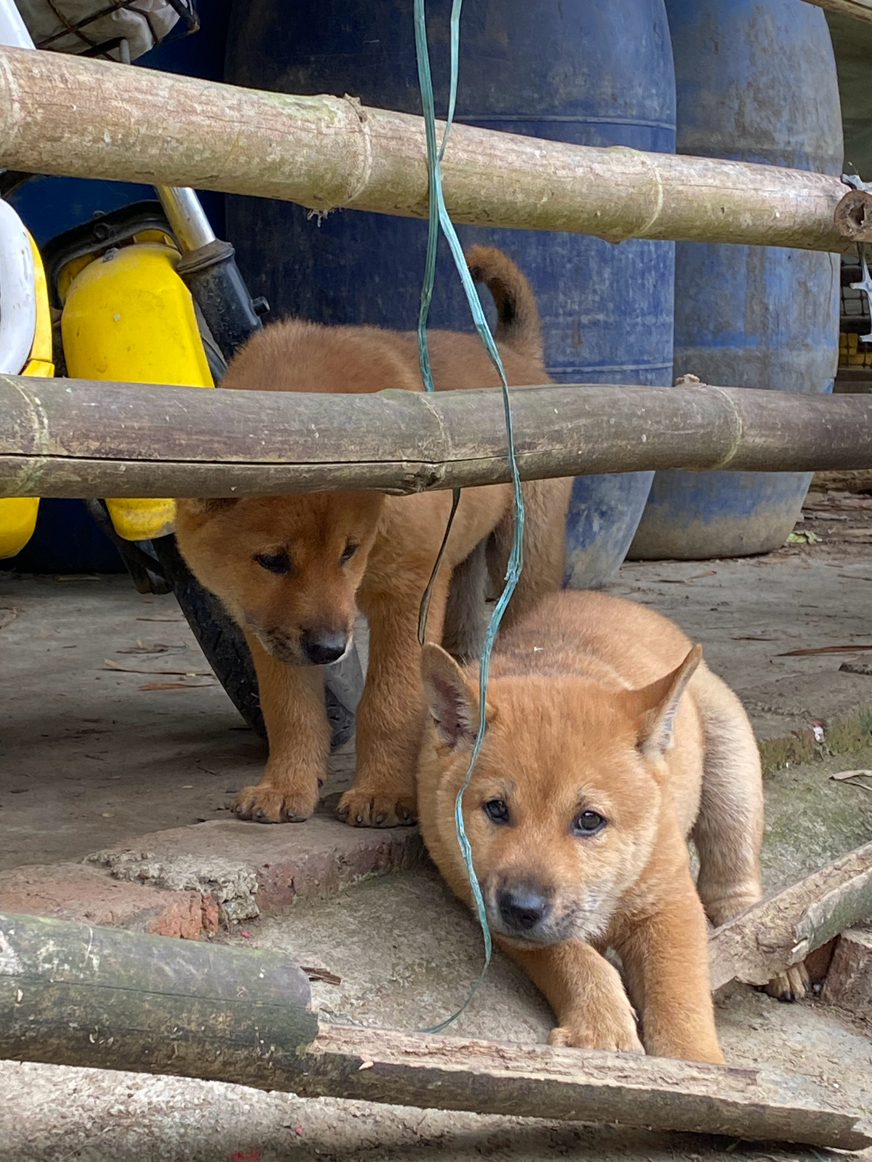 清远宠物狗，城市生活的温馨伴侣与伙伴