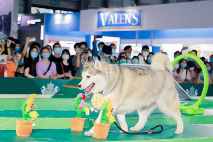 聚焦8月宠物展，宠物与爱意的盛大盛宴