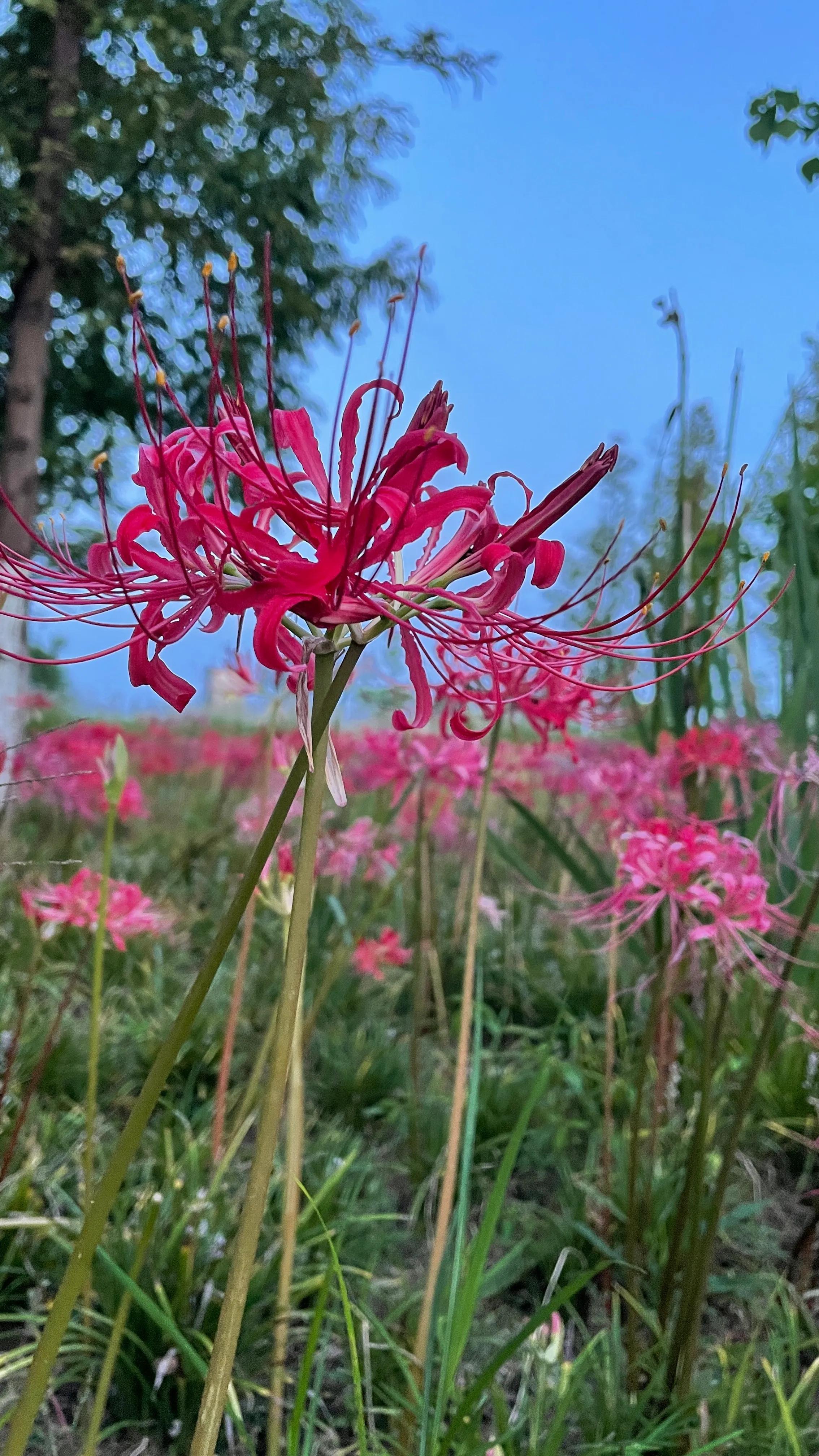 深圳市月亮湾公园，自然与人文的和谐融合