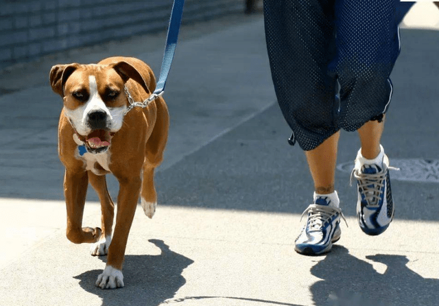 人与犬的信任与沟通挑战，狗狗不愿被牵的探究