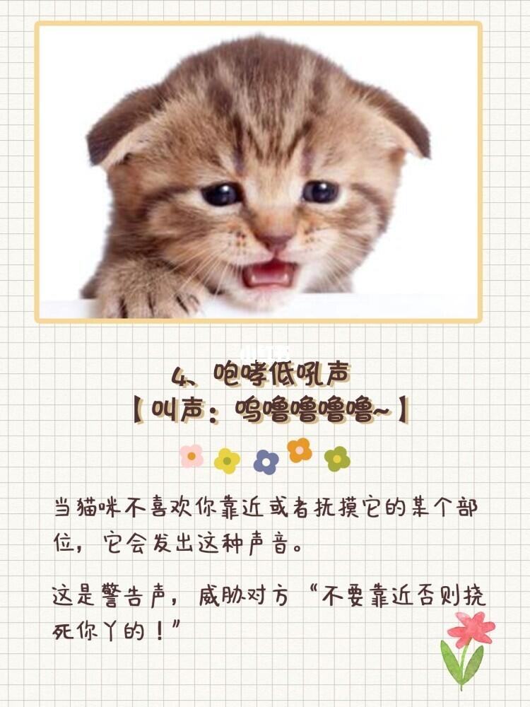 探索猫的语言世界，猫咪叫声详解