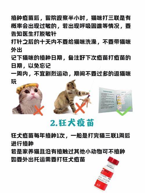 猫咪疫苗教程，守护爱猫健康的必备步骤