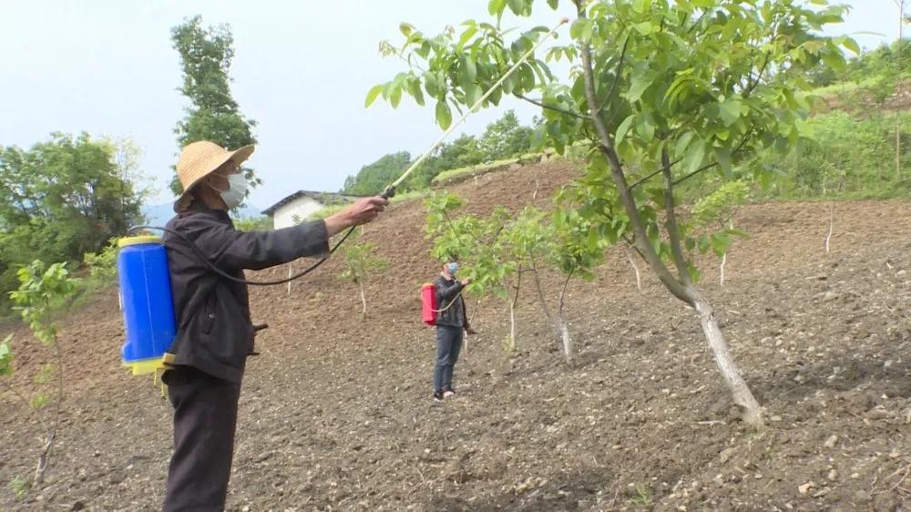 摇钱树苗种植秘籍，从新手到专家全攻略