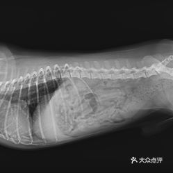 怡园宠物医院，守护爱宠健康的温馨家园