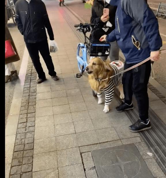 狗狗擦屁股小趣事与日常护理小课堂