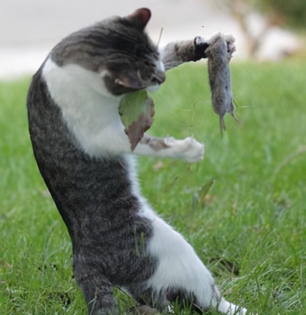 孕期猫咪饮食指南，哪些食物猫咪怀孕时不能摄入？