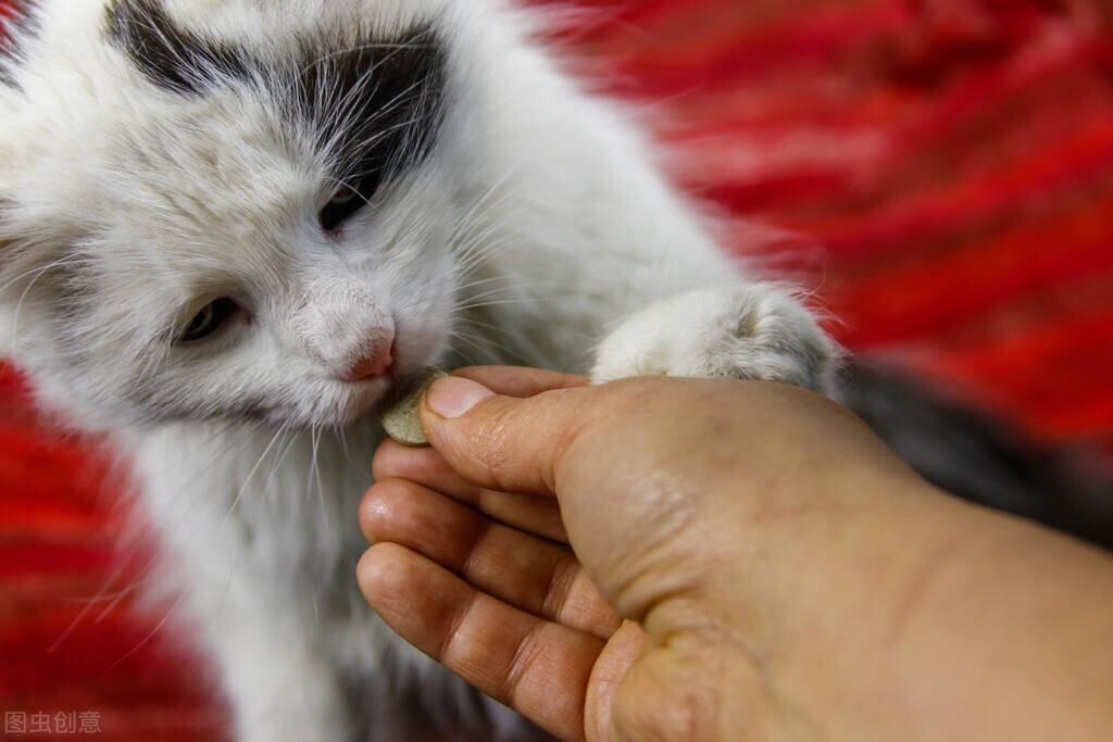 猫咪健康警报，软便带血与呕吐，宠物健康需关注