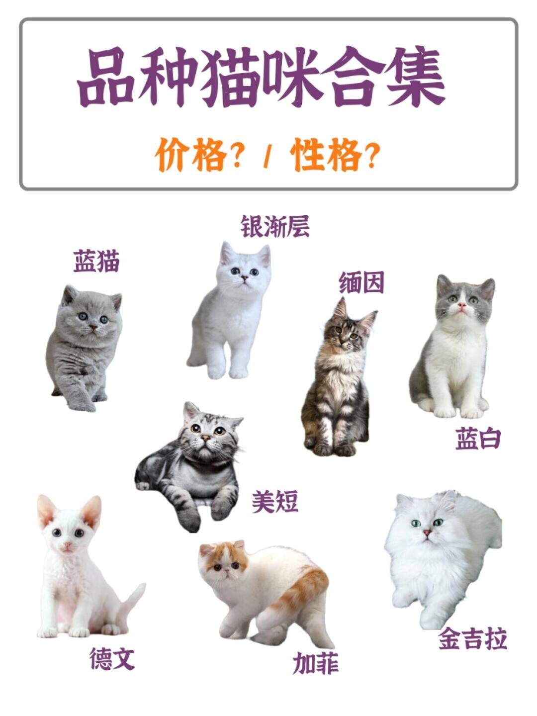 宠物猫品种图片大全与价格概览