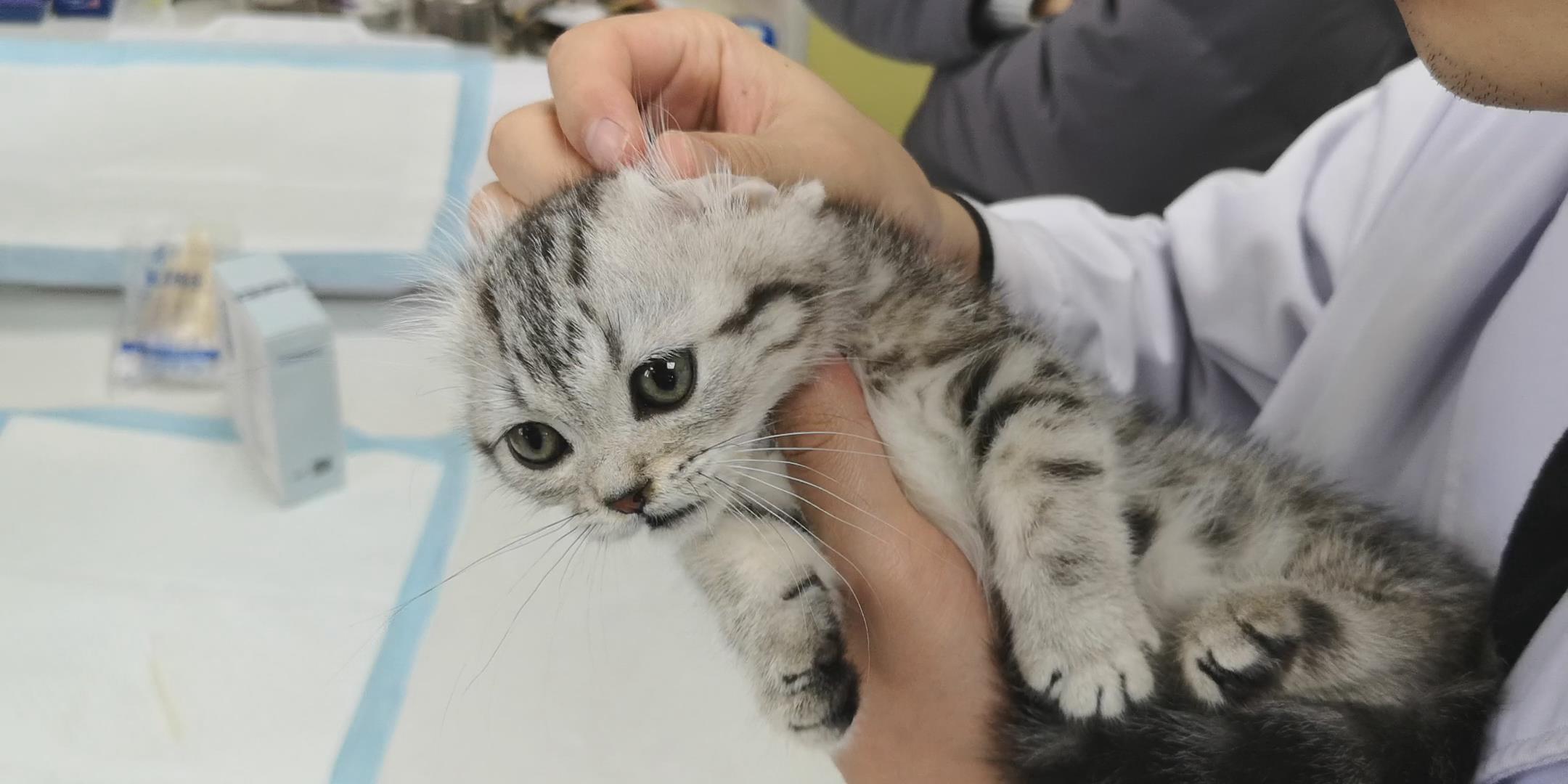 全面猫咪健康检查，守护喵星人的健康之路