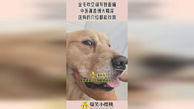 狗狗空窝治疗指南，解决狗狗繁殖问题的方法