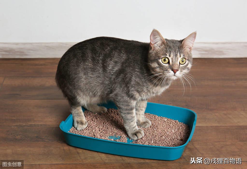 猫咪不使用猫砂怎么办？深度解析原因与应对建议