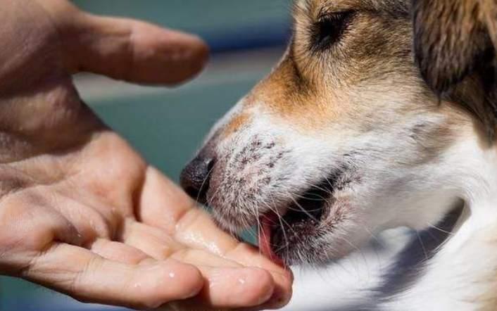 宠物狗狂犬病的危害及防控措施