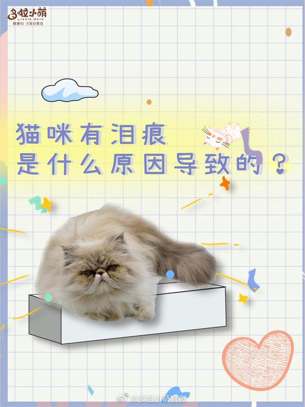 如何选择猫粮解决猫咪泪痕问题？