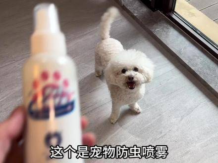 狗狗喷了杀虫剂后的紧急应对措施及预防措施