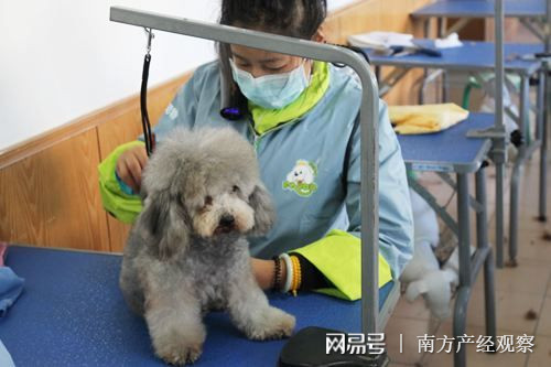 杭州宠物市场，繁荣与发展态势