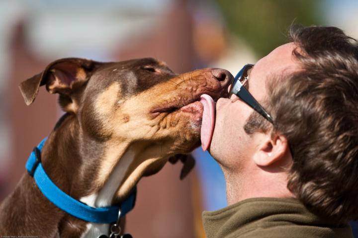 狗狗六趾之谜，探索犬类独特足部结构的奥秘