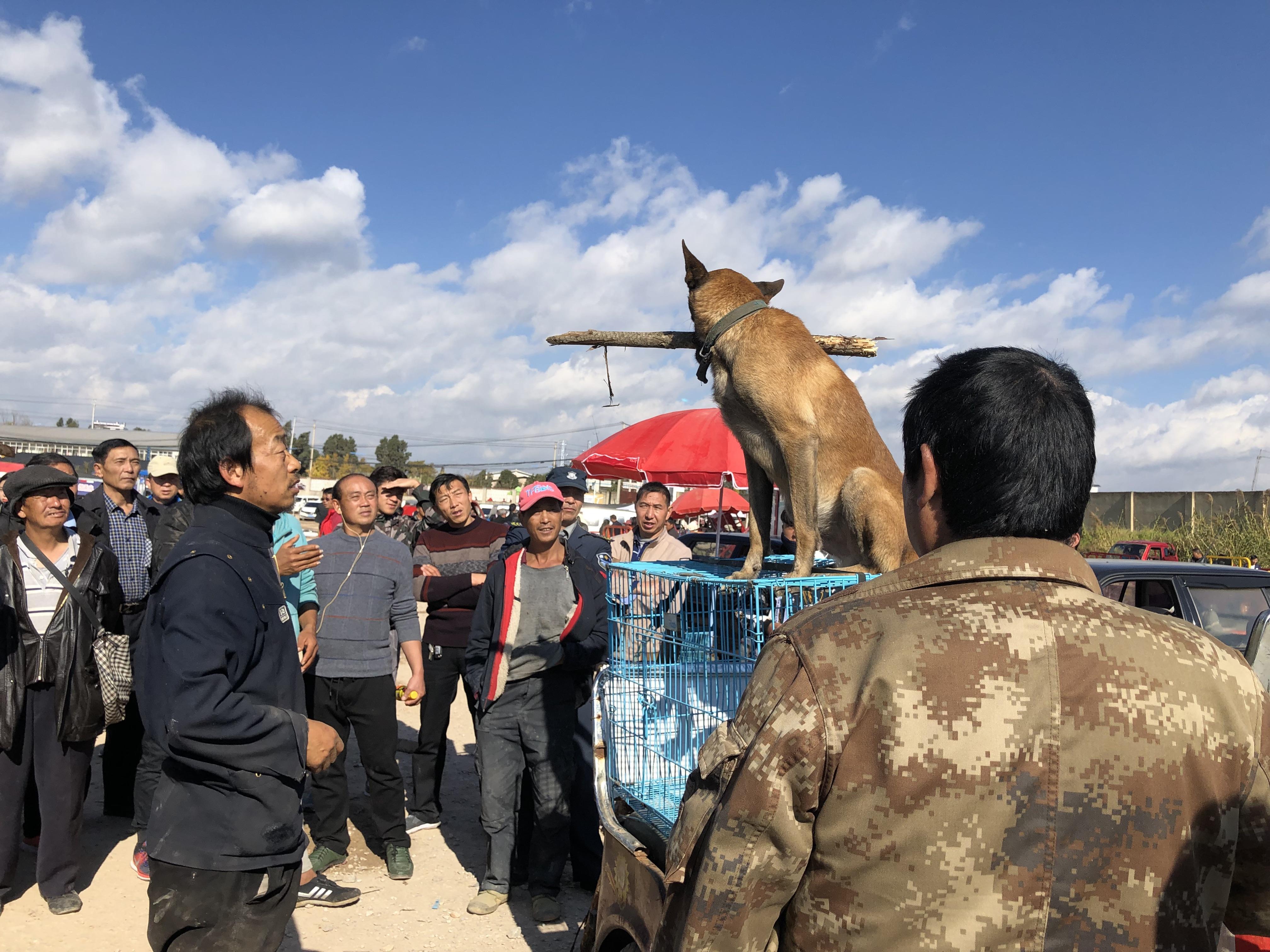 宠物犬的无限潜能，超越想象的神奇能力