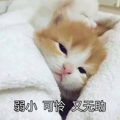 猫咪拔牙后的奇妙经历与感悟