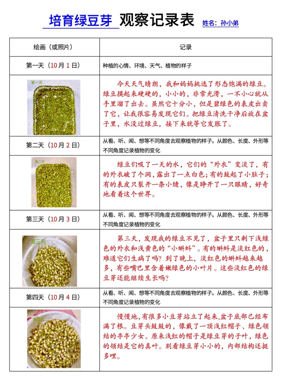 绿豆芽生长观察日记，记录生命的蜕变之旅