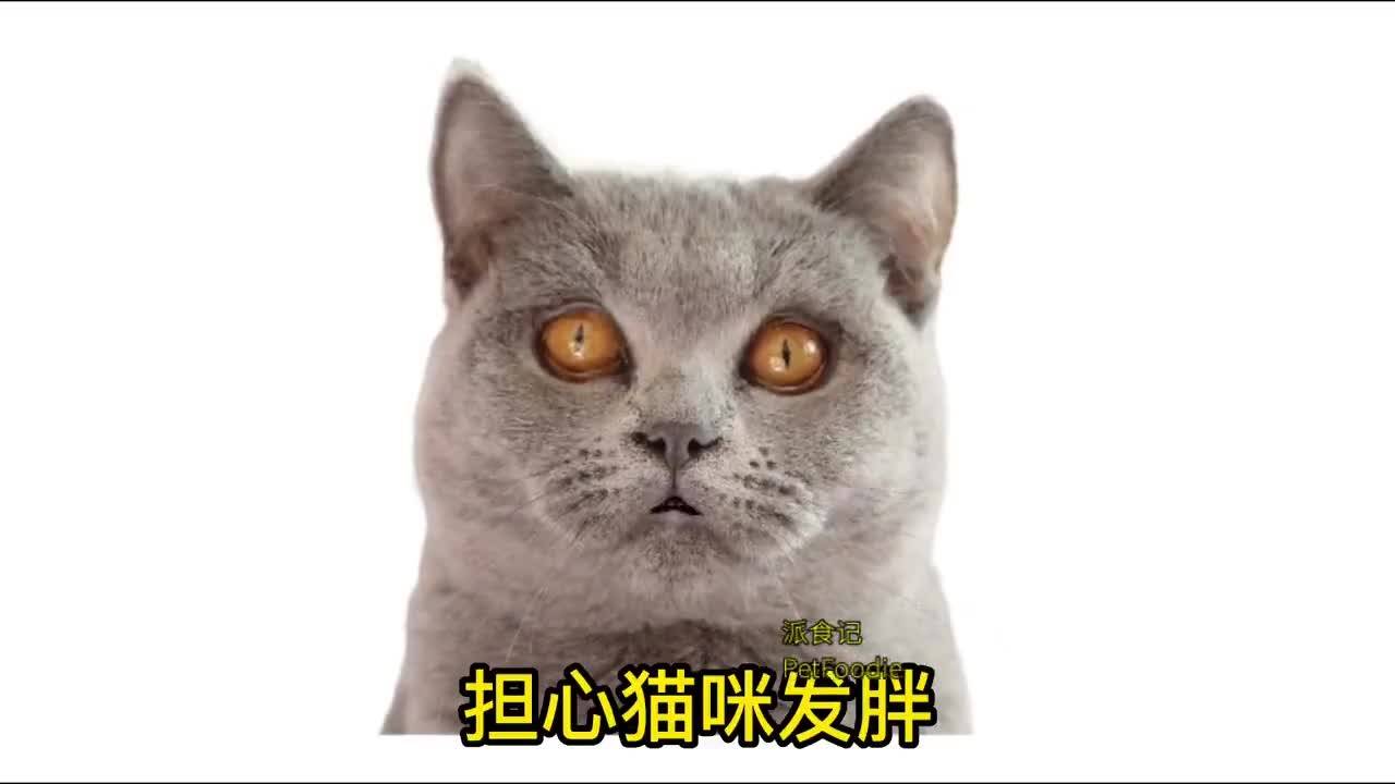 猫咪发胖指南