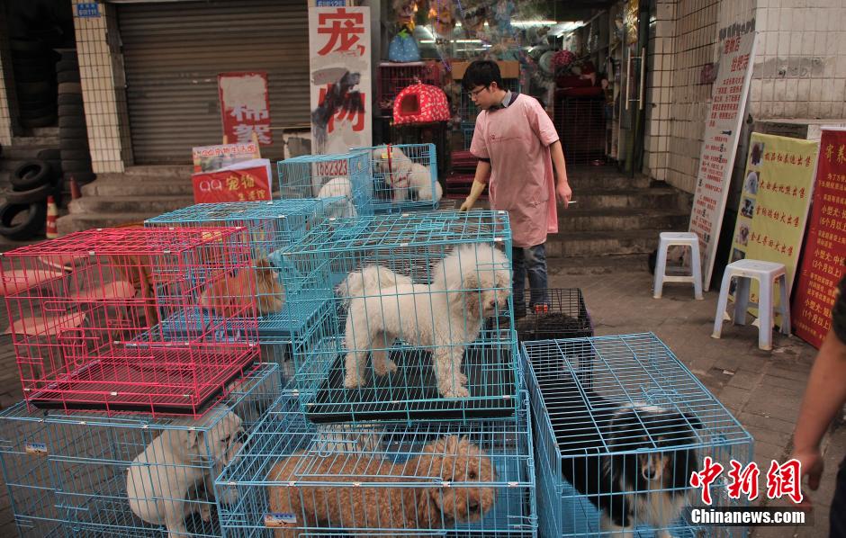 铜梁宠物市场，繁荣景象与位置揭秘