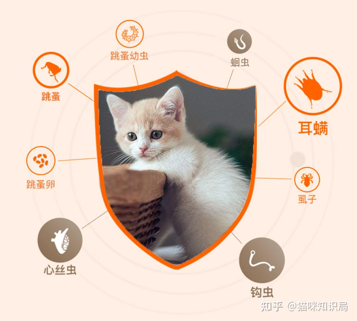 两个月大猫咪驱虫攻略详解