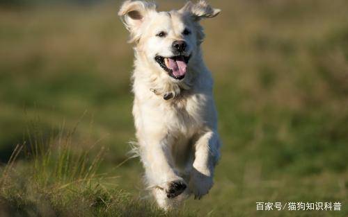 狗狗抽筋呕吐，原因、应对与预防全解析