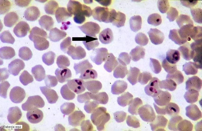 宠物虫病全方位解析，预防、诊断与治疗指南