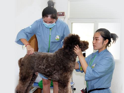 若雯宠物学校，培育宠物人才的温馨摇篮