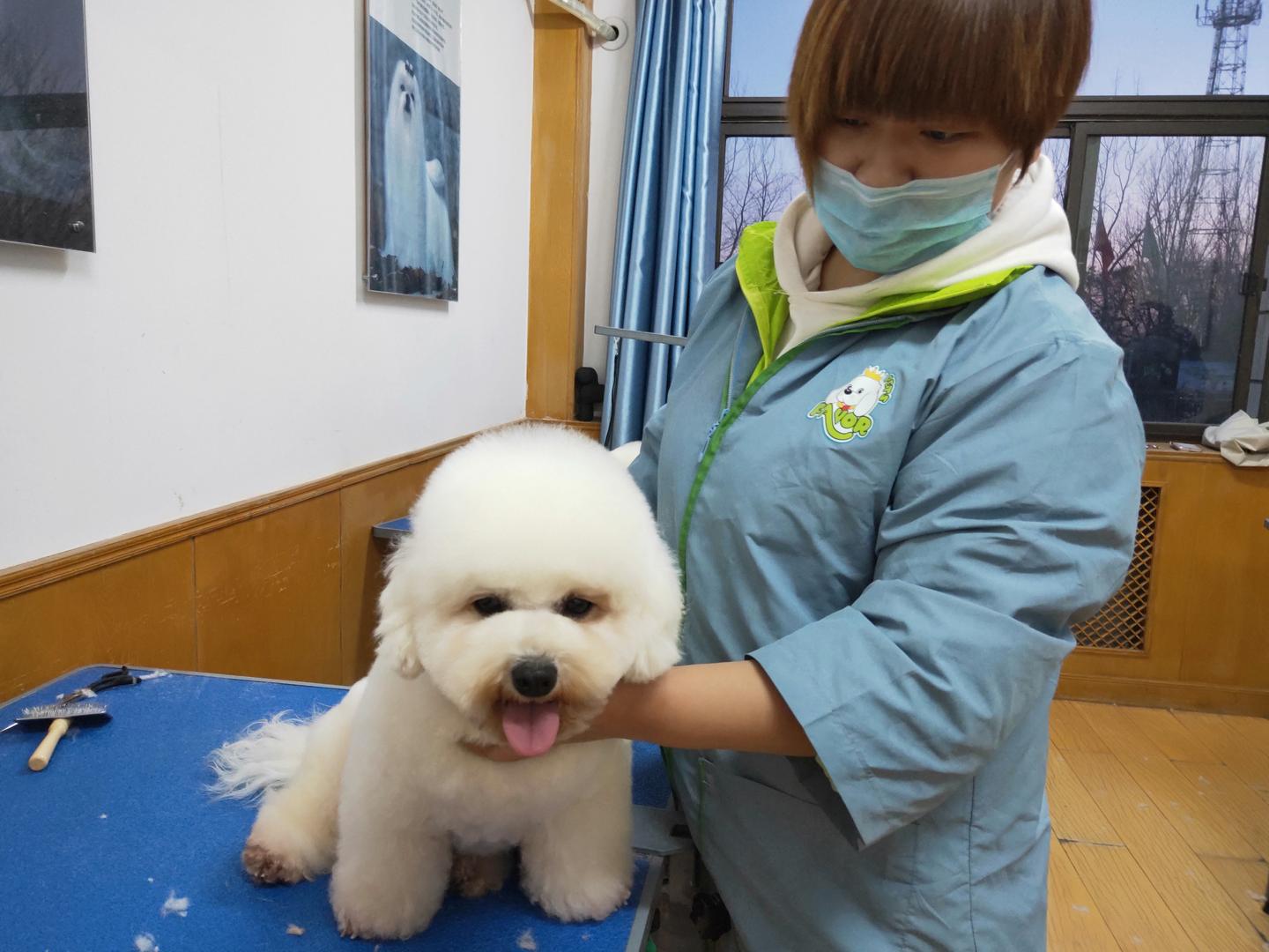 宠物美容打造独特魅力风采，专业推荐指南