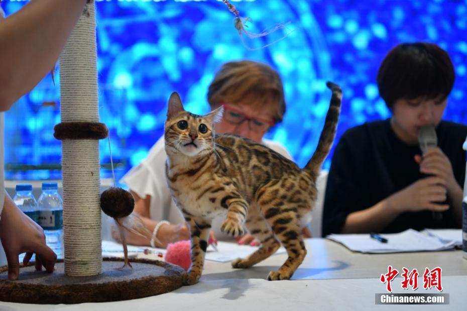 昆明猫宠物店，猫人共享的天堂乐园