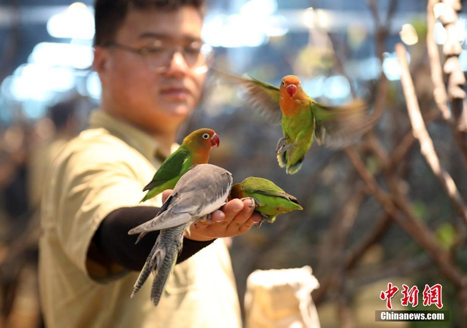 养鸟新动态，探索最新趋势与热点话题