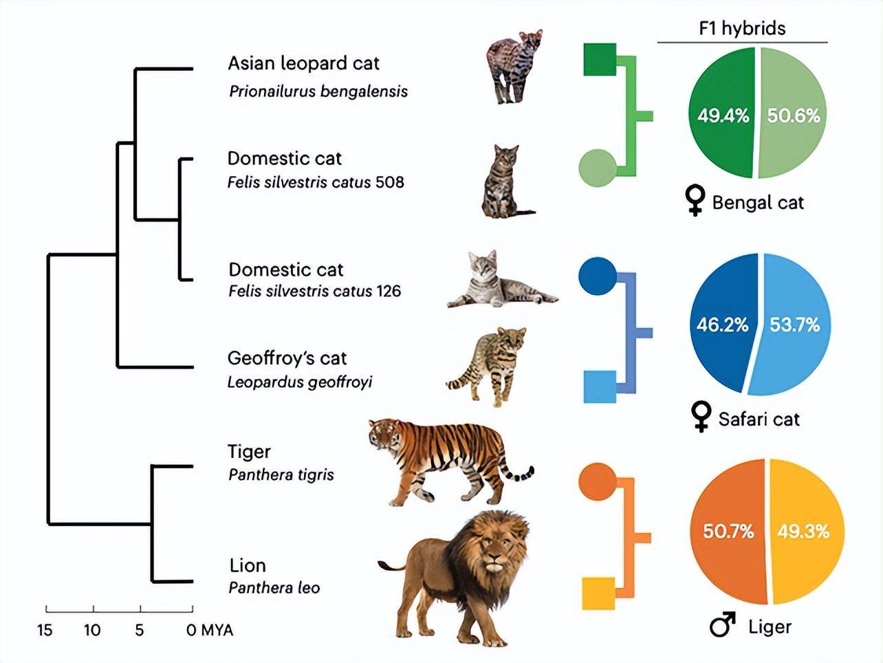 揭秘神秘生物新奥秘，最新猫科研究揭秘新发现