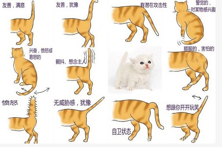 猫咪夜话，探索猫的世界，分享与猫咪的美好时光最新动态