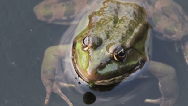 神秘生物世界揭秘，最新青蛙视频探秘之旅