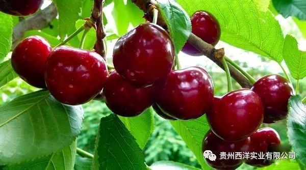 科技种植与智能管理结合下的最新大樱桃棚创新实践